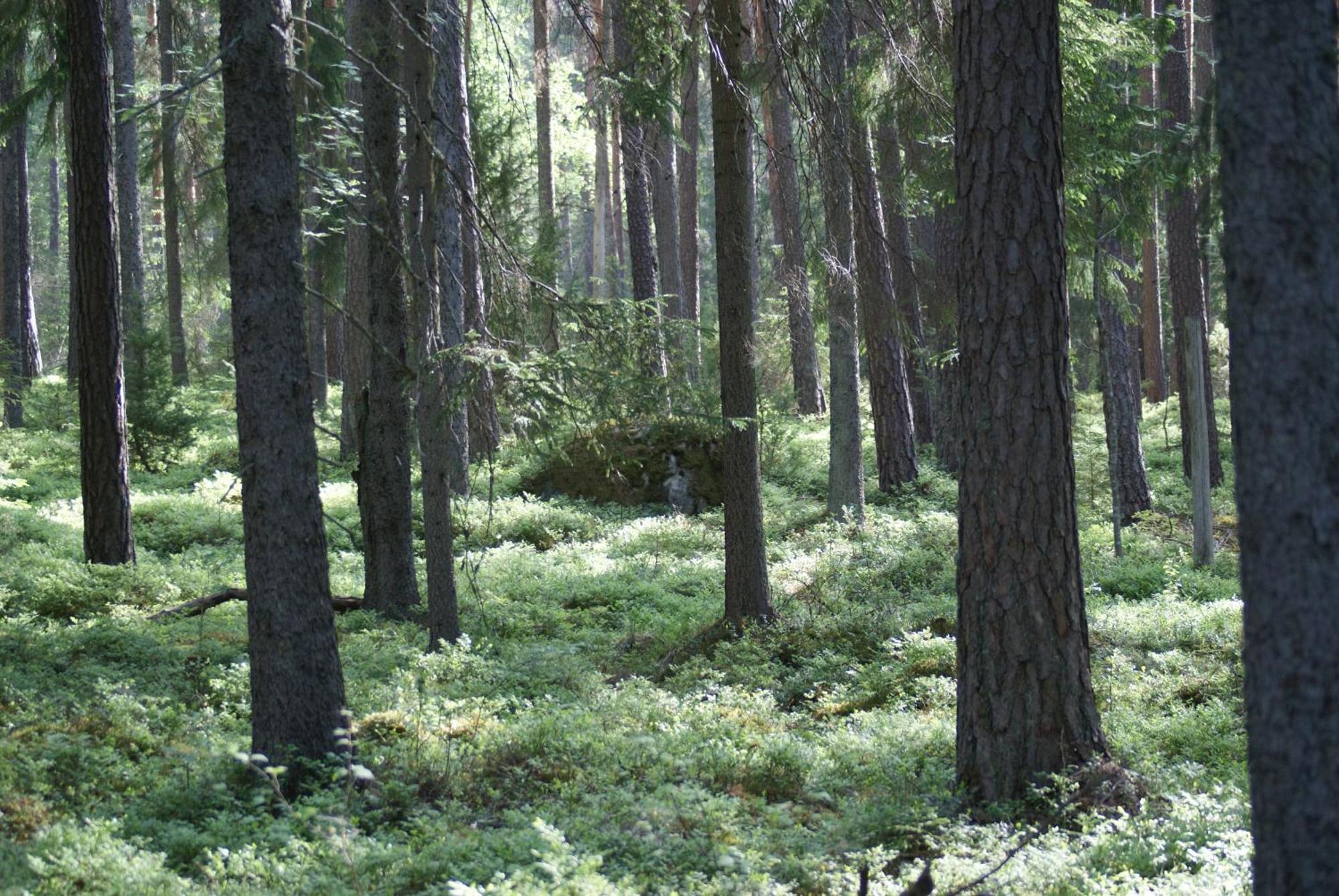 Froeya Timber Cottage Арвика Екстериор снимка